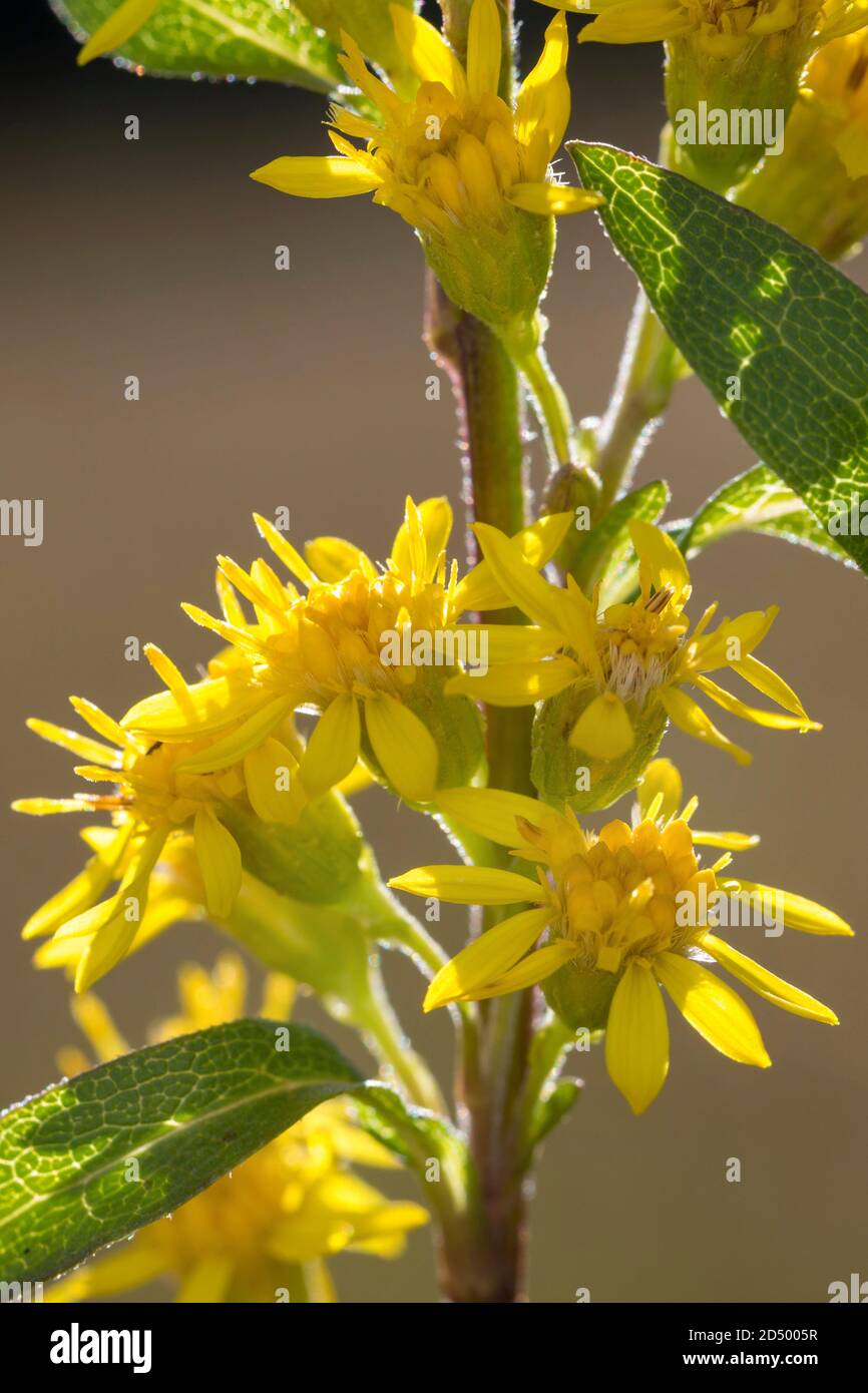goldenrod, golden rod (Solidago virgaurea), blooming, Germany Stock Photo