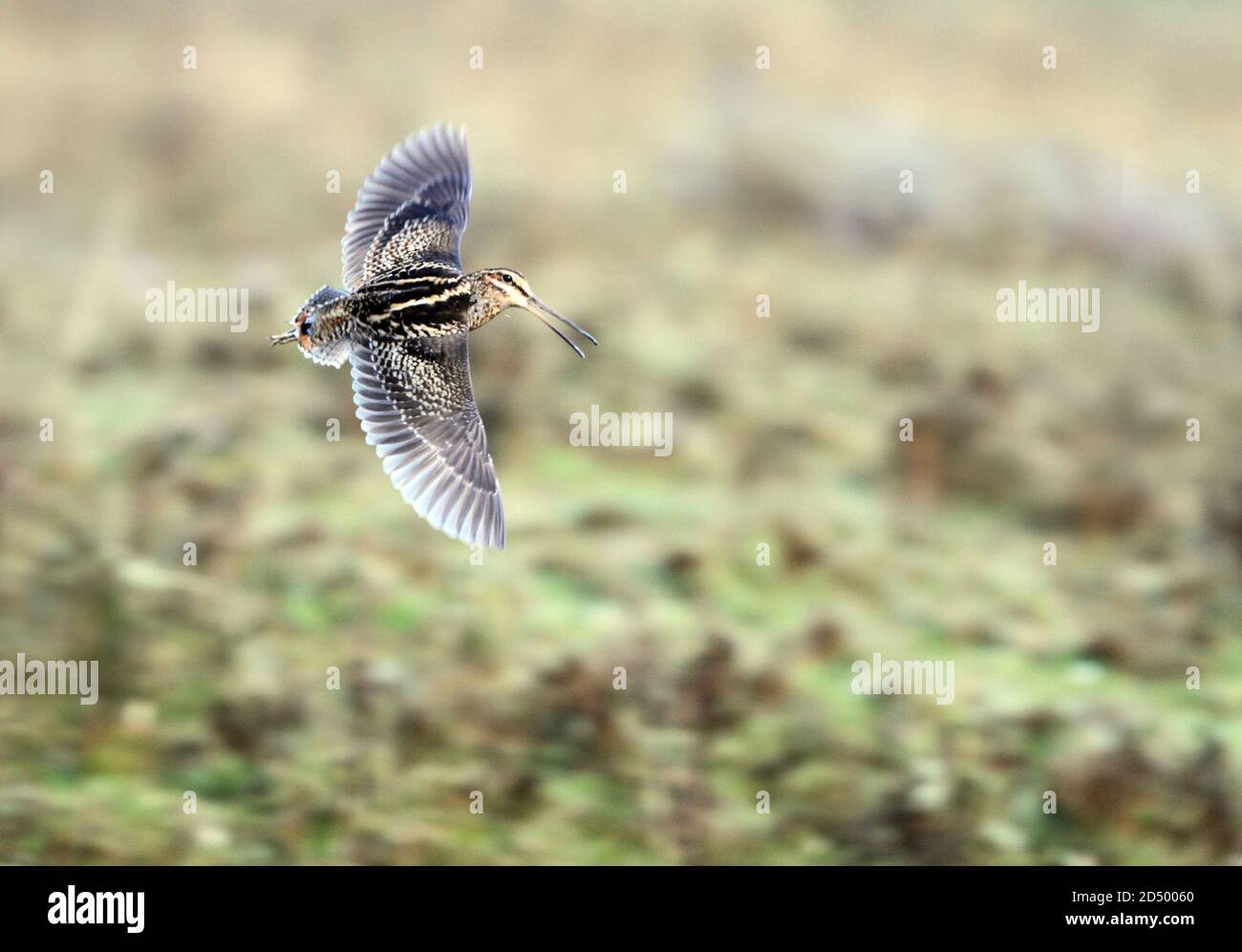 wood snipe (Gallinago nemoricola), in flight, calling, Bhutan Stock Photo