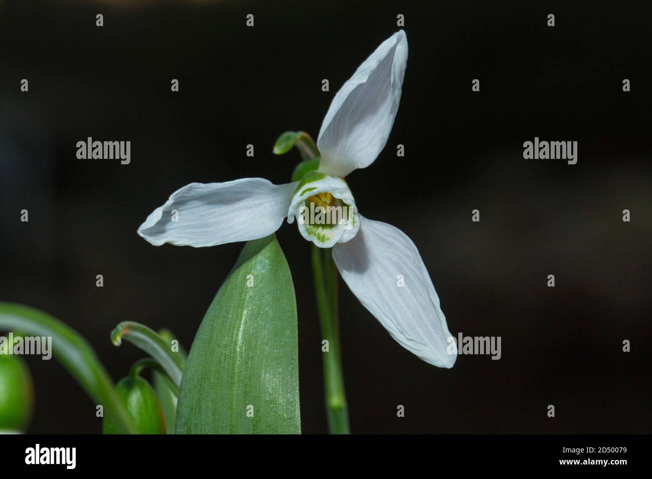 Giant snowdrop, Greater snodrop (Galanthus elwesii), flower against black background, Netherlands Stock Photo
