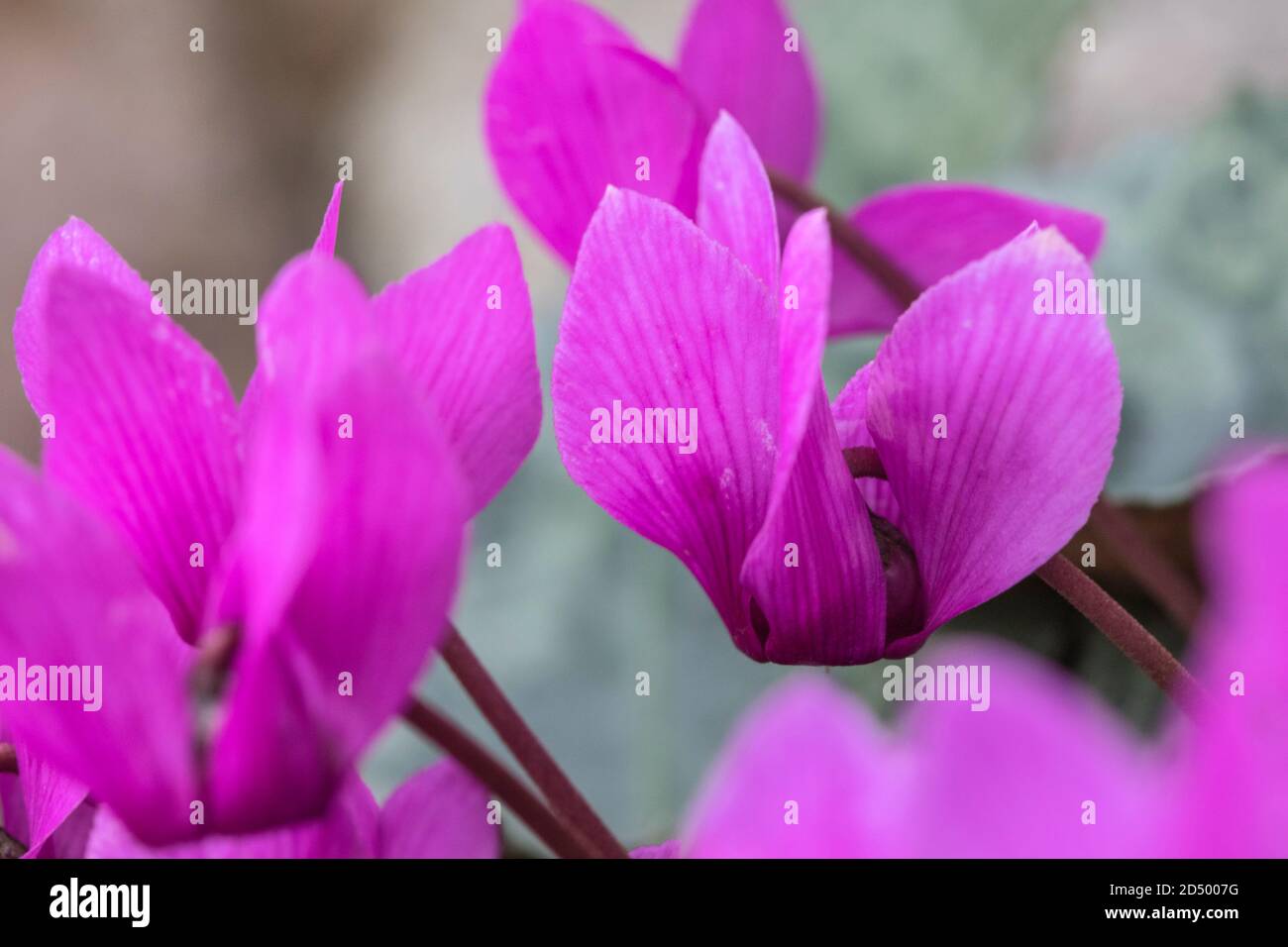 European cyclamen (Cyclamen purpurascens), flowers, Netherlands Stock Photo