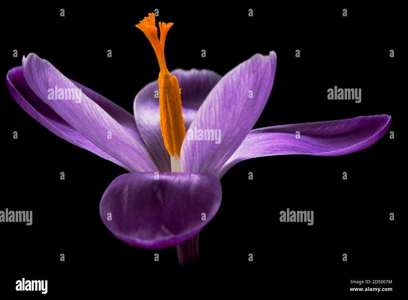 Dutch crocus, spring crocus (Crocus vernus, Crocus neapolitanus), flower against black background, Netherlands Stock Photo