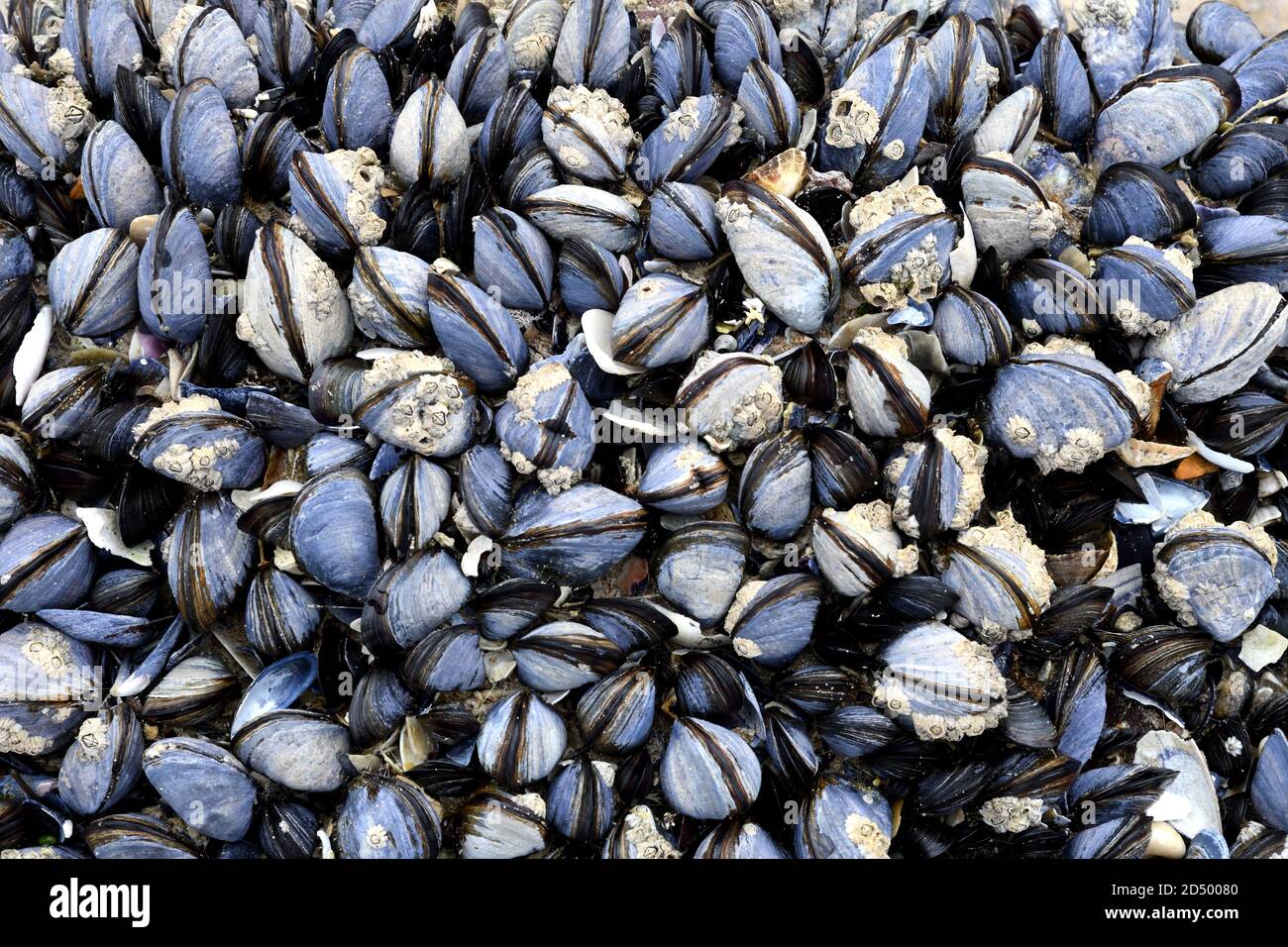 blue mussel, bay mussel, common mussel, common blue mussel (Mytilus ...