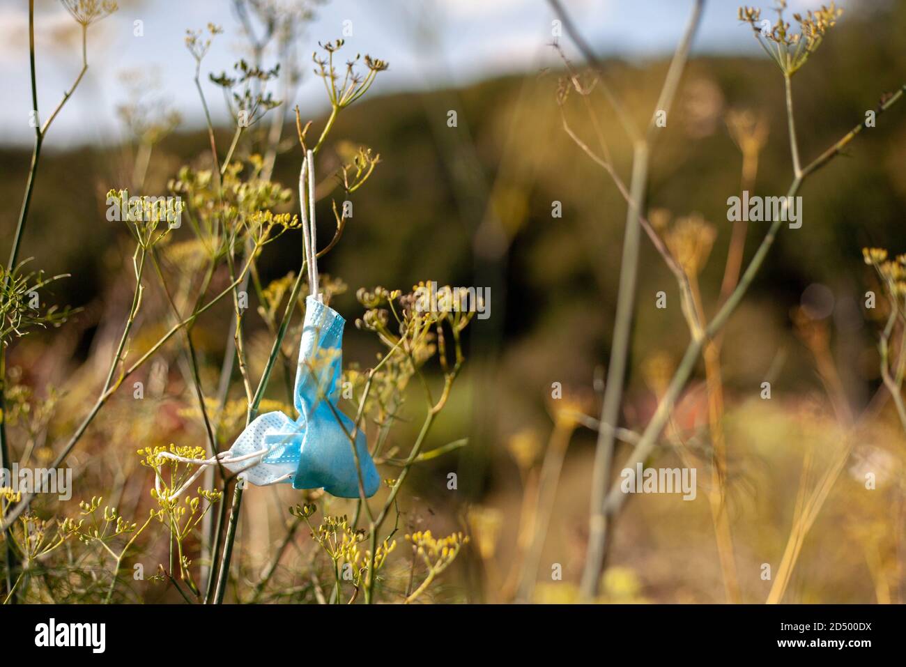 Medical face mask thrown away hanging from tall grass in the sun. Trash rubbish litter pandemic coronavirus Covid-19 environment impact. Stock Photo