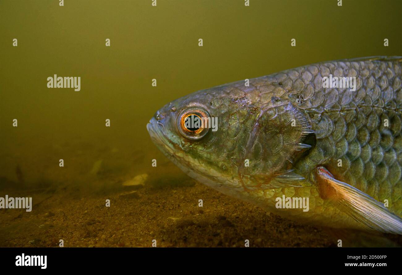 Climbing Perch Fish High Resolution Stock Photography and Images Alamy