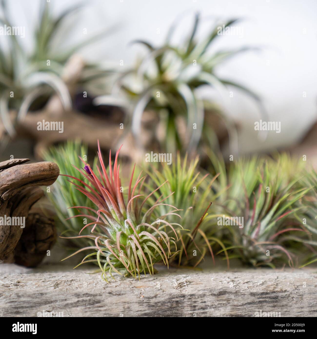 Close up of air plant Tillandsia on wooden surface. Trendy indoor garden ideas. Soft focus. Houseplant with aerial roots Stock Photo