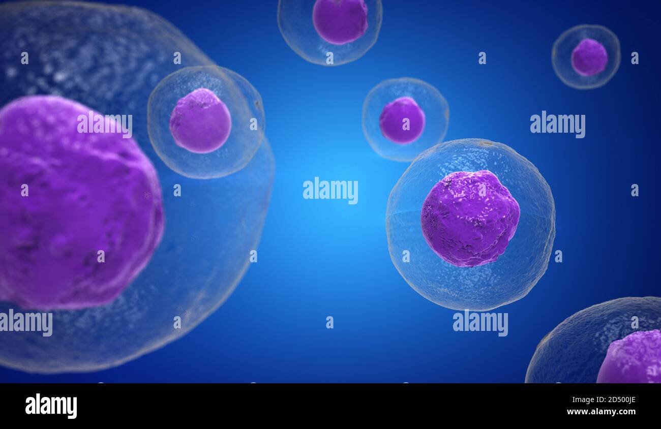 Bone Marrow Cancer Cells High Resolution Stock Photography and Images ...