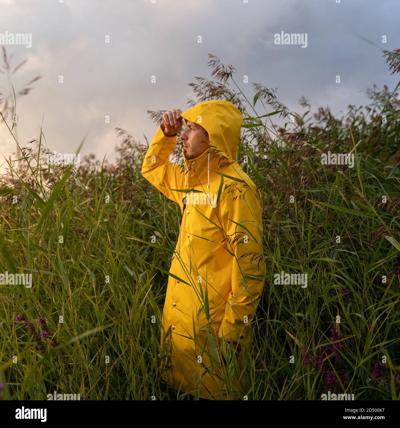Man in yellow raincoat with the hood standing in wet reeds in rainy weather, side view. Autumn time Stock Photo