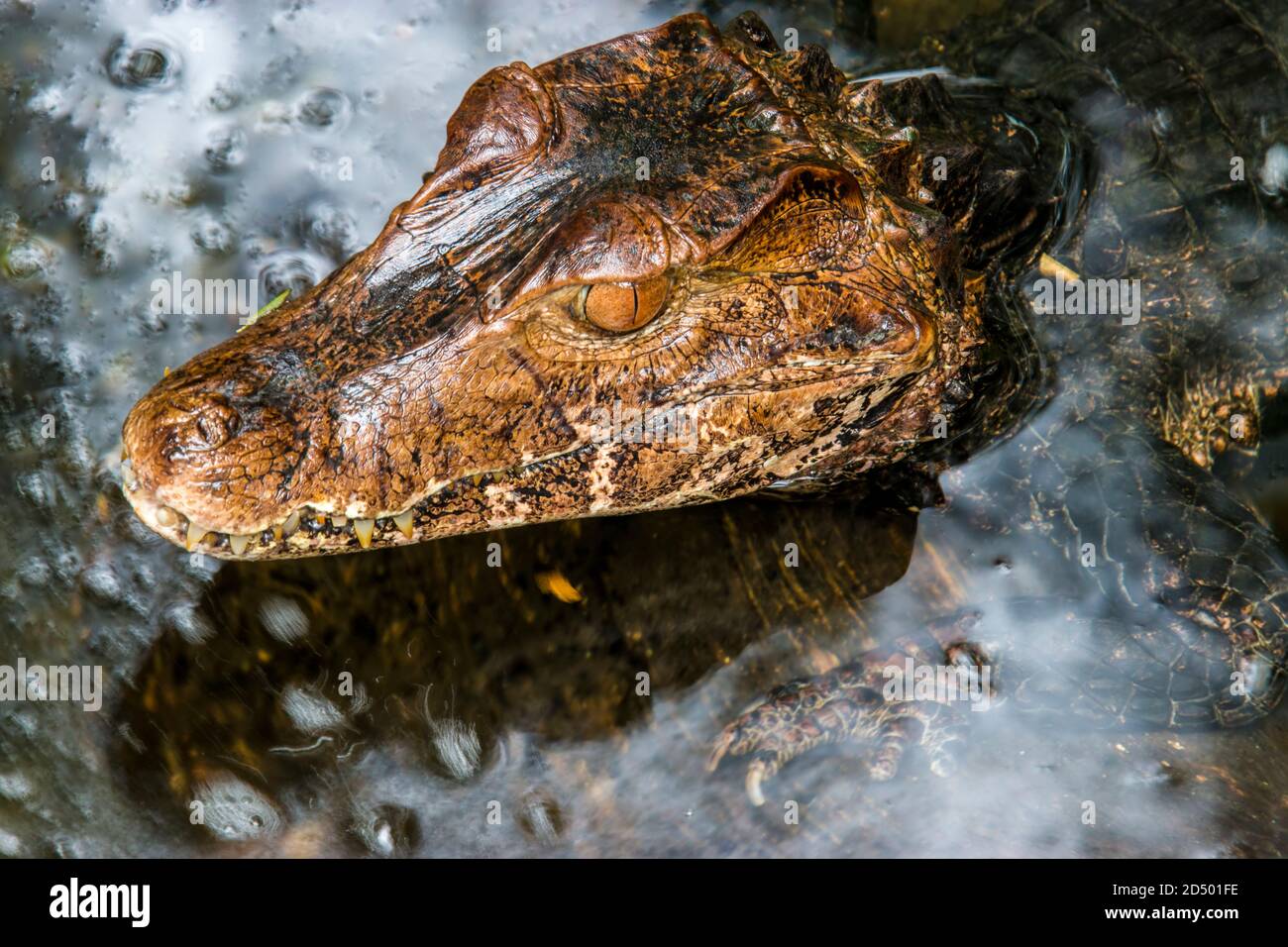 a Cuvier's dwarf caiman is in the pond. It is a small crocodilian in ...