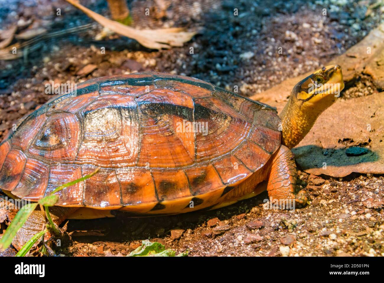 Chinese three striped box turtle hires stock photography and images