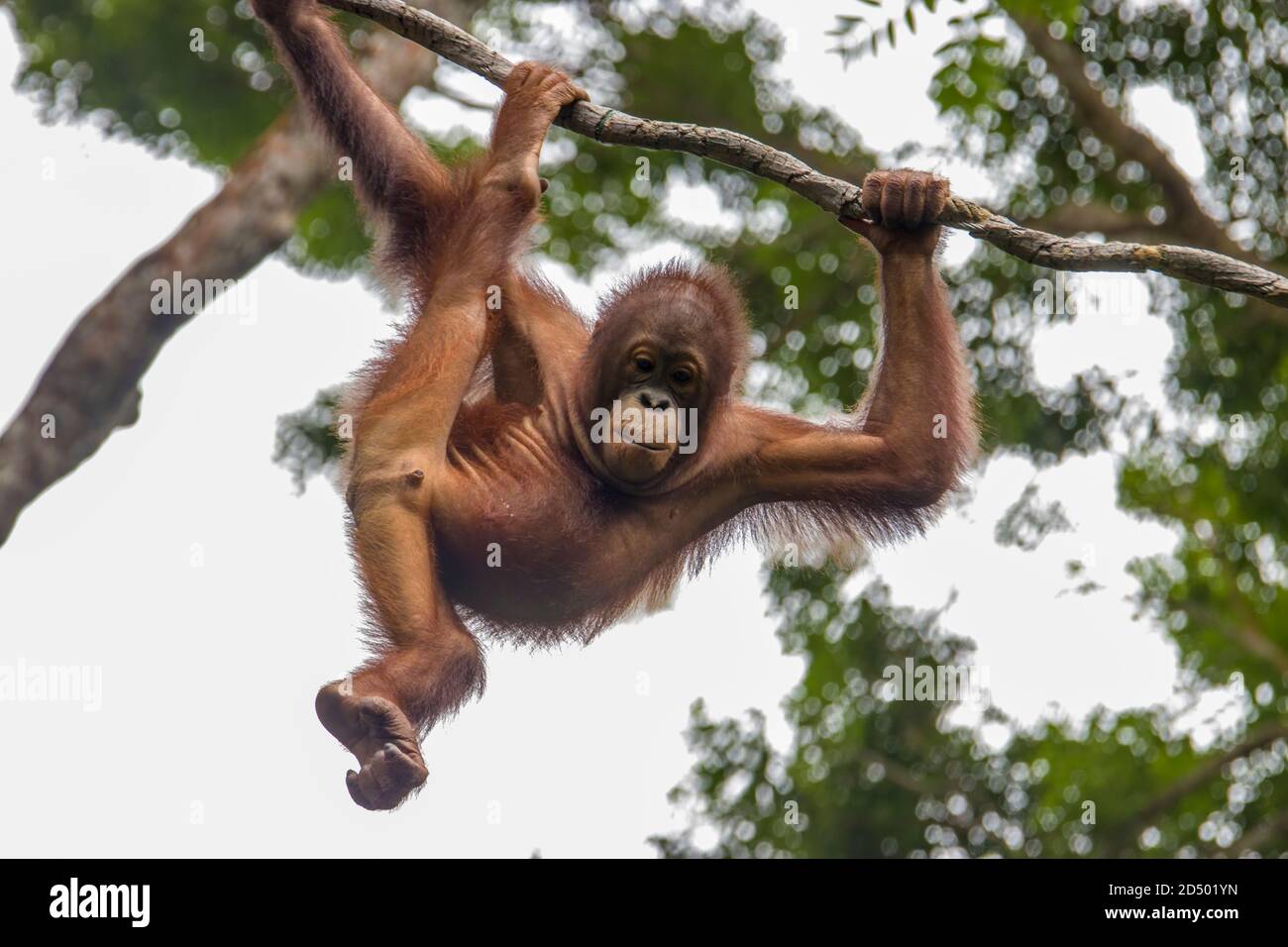 a baby Bornean orangutan is hanging on rope The orangutan is a critically  endangered species, with deforestation, palm oil plantations Stock Photo -  Alamy