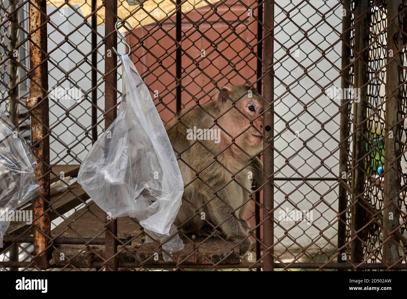 Caged animal. The sadness and cruelty of caged animals depicted here