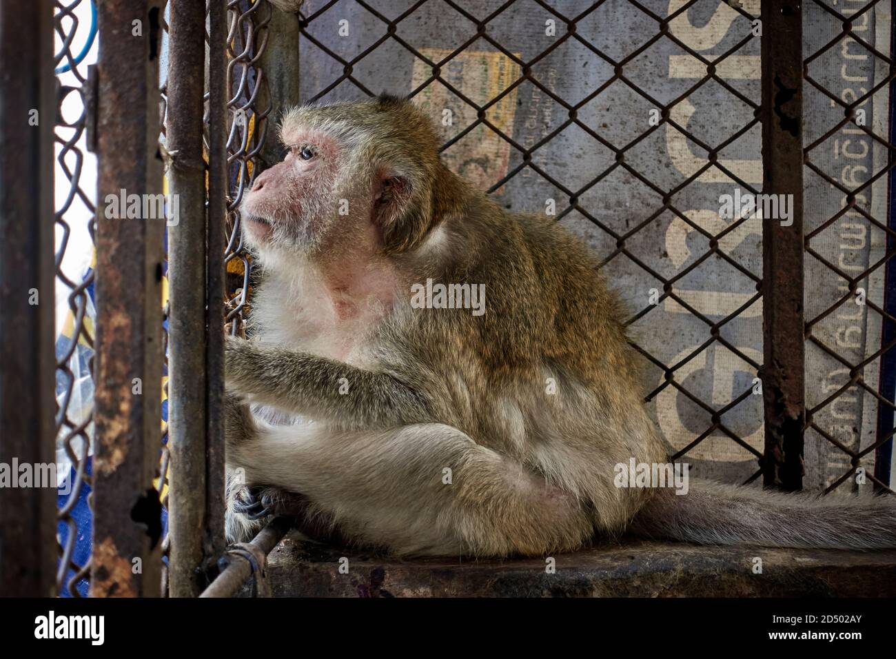 Caged animal. The sadness and cruelty of caged animals depicted here