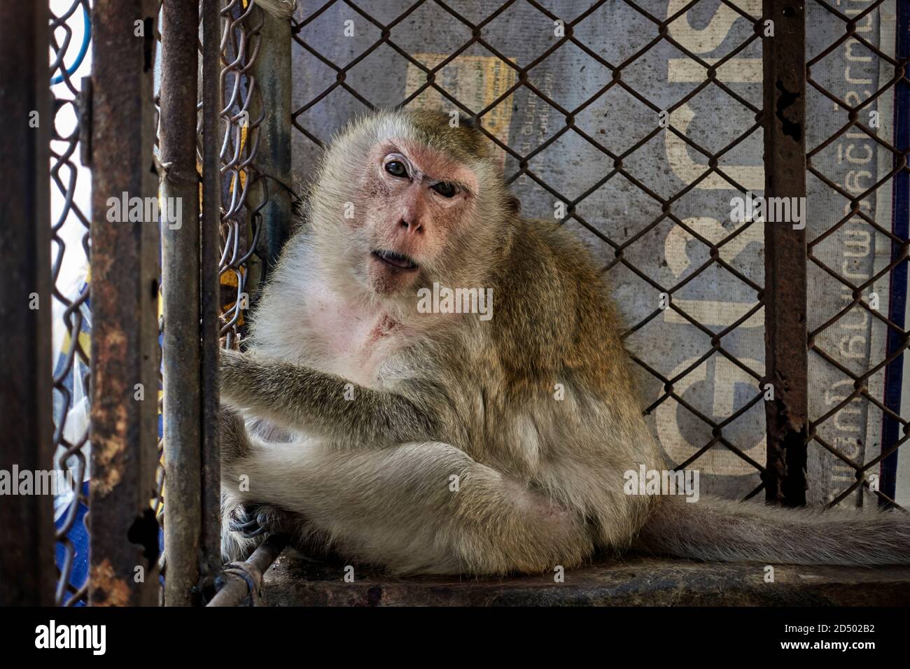 Caged animal. The sadness and cruelty of caged animals depicted here