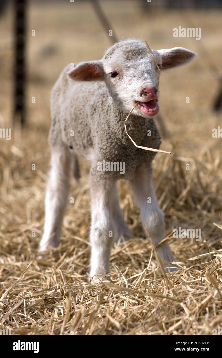 A lamb eating grass, showing its teeth Stock Photo