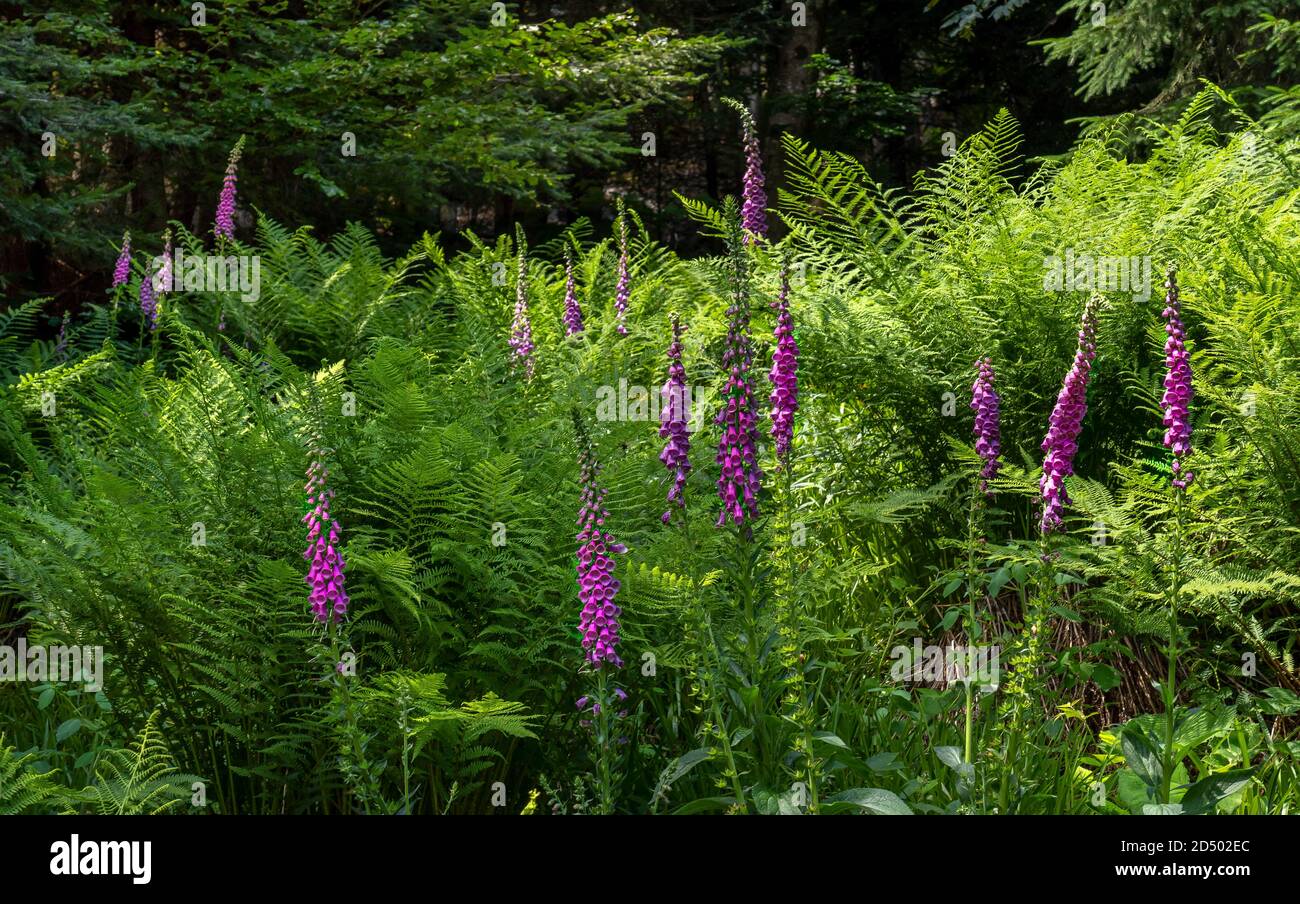 Blooming red foxglove amidst large ferns Stock Photo