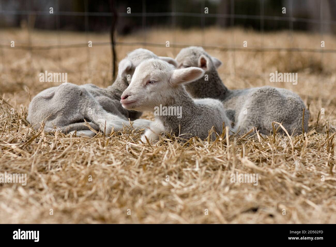 Three sleepy lambs lying on dry grass Stock Photo Alamy