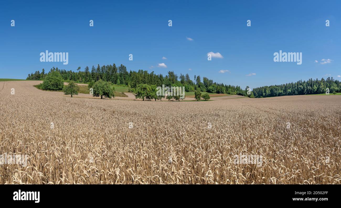 Ripe brown wheat grain field in hilly rural landscape Stock Photo