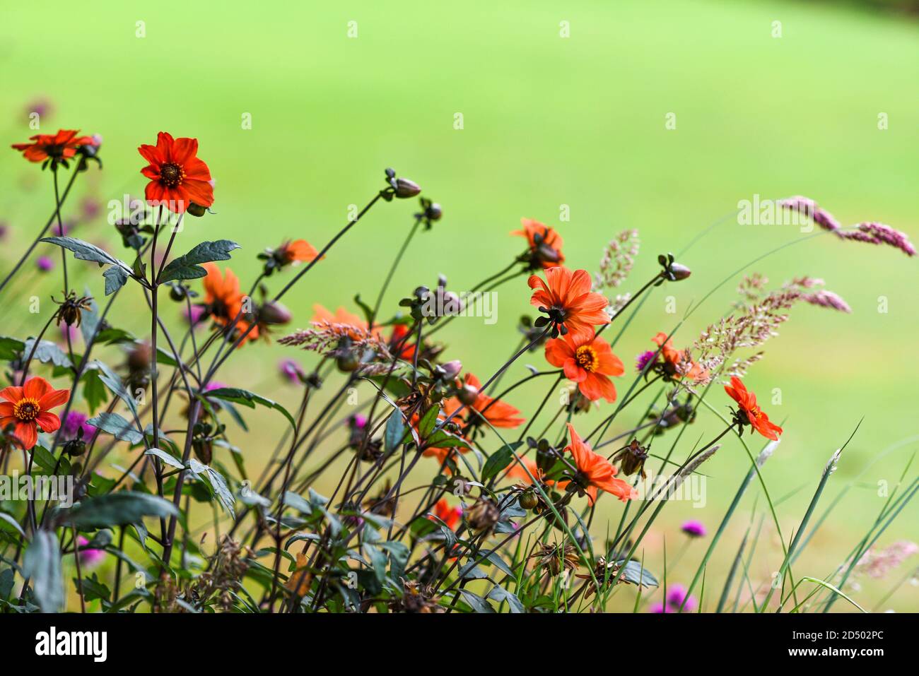 Pink wildflowers sunset spring hi-res stock photography and images - Alamy