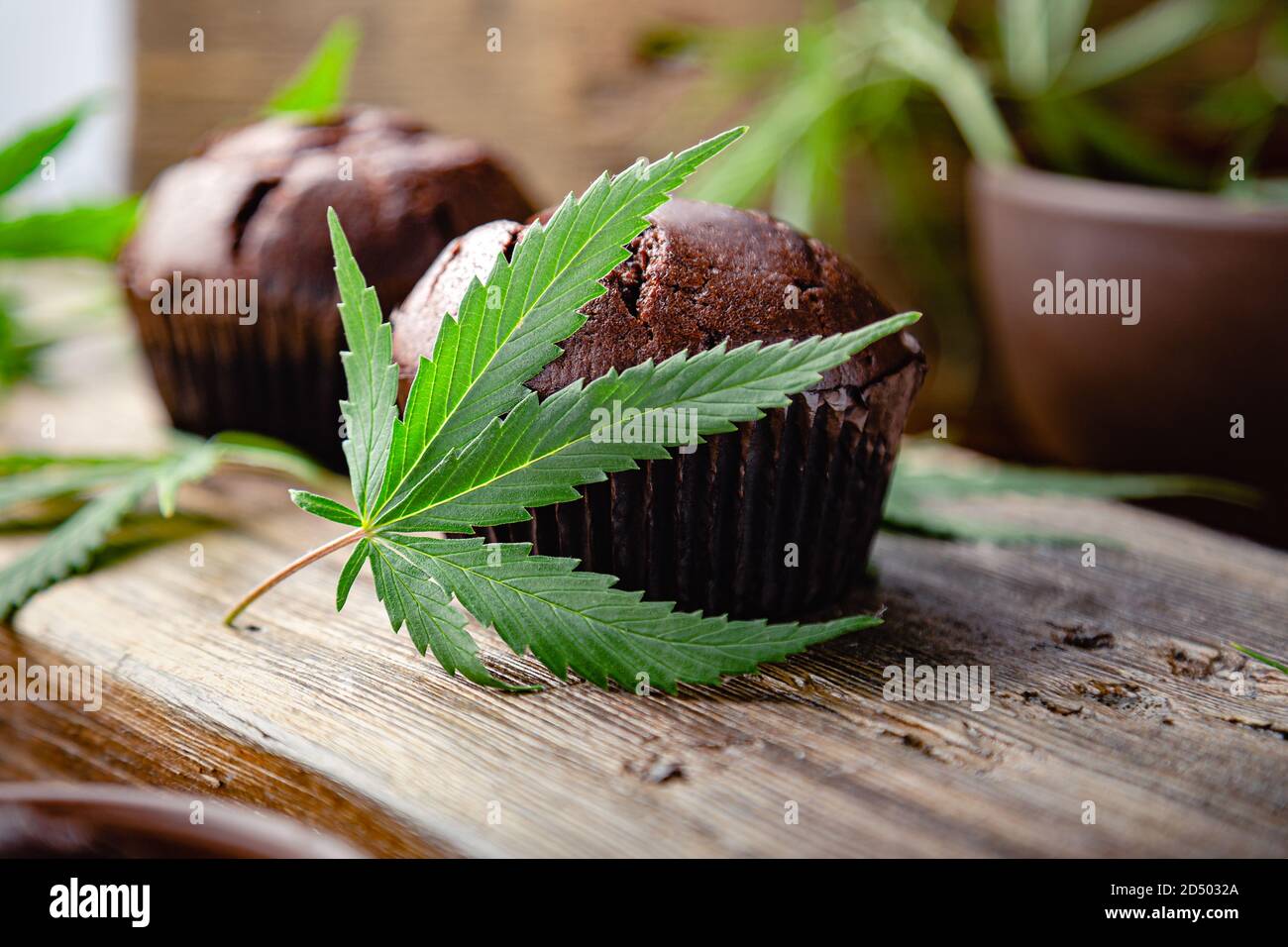 Cupcake with marijuana. Chocolate cupcake muffins with cannabis weed cbd. Medical marijuana drugs in food dessert, ganja legalization. Cooking baking Stock Photo