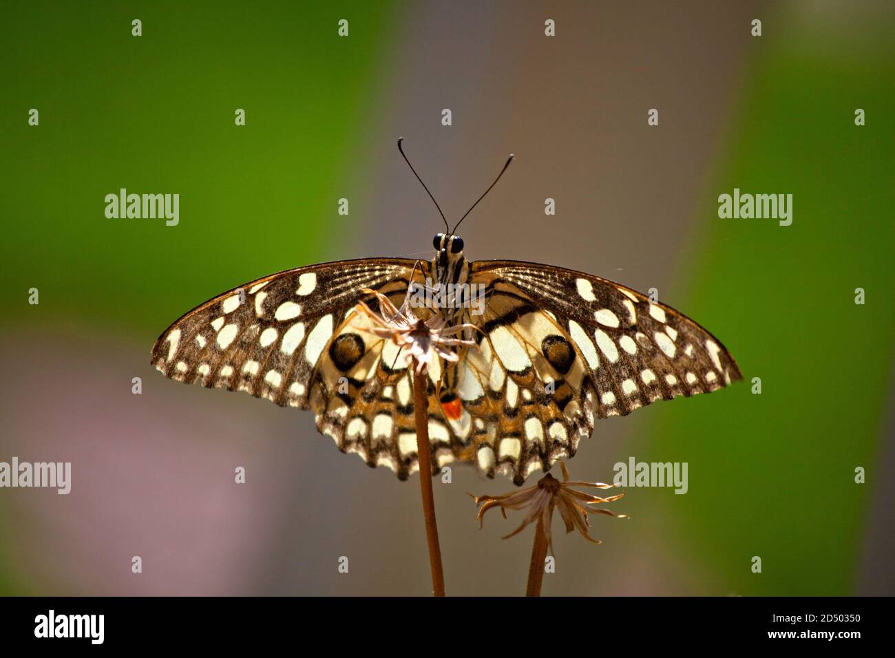 Lime butterfly,Papilio demoleus is a common and widespread swallowtail butterfly. The butterfly is also known as the lime butterfly, lemon butterfly, Stock Photo