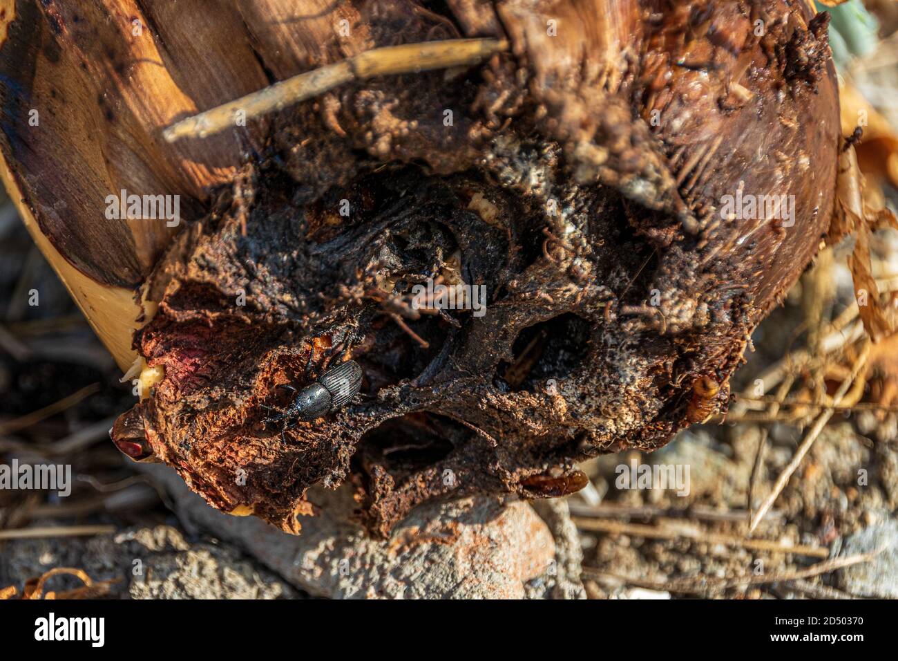 Scyphophorus acupunctatus  Agave Black Nosed Weevil and the  Agave Americana Century Plant. Stock Photo