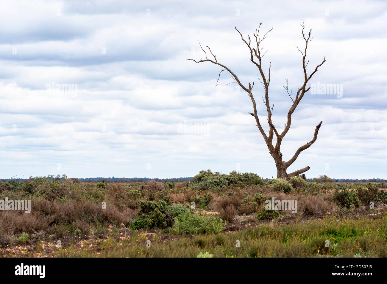 Dead gum tree, New South Wales Australia Stock Photo