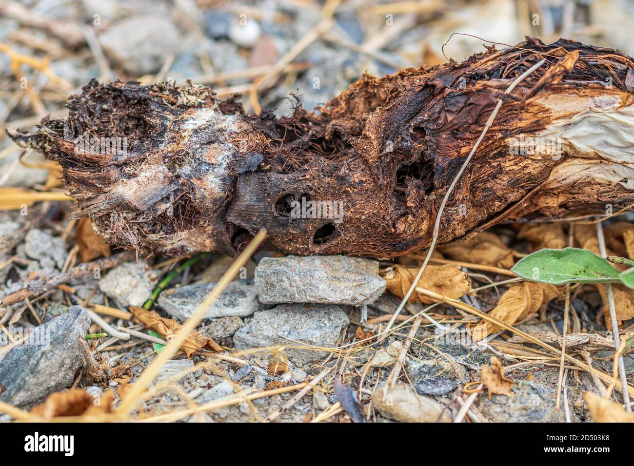 Scyphophorus acupunctatus  Agave Black Nosed Weevil and the  Agave Americana Century Plant. Stock Photo