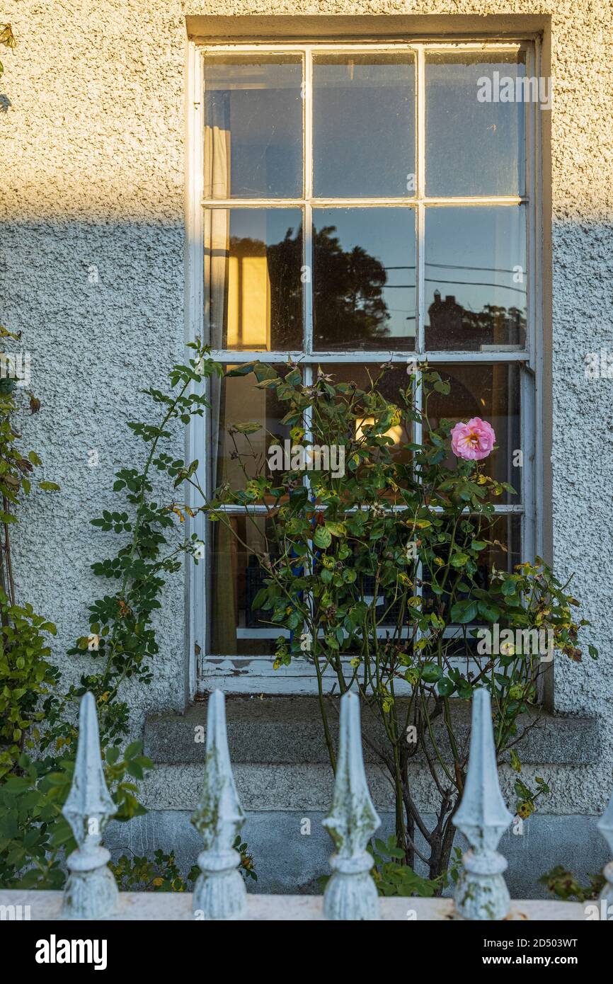 Evening light and shadows on sash window with pink rose, romantic atmospheric and mysterious image, County Kildare, Ireland Stock Photo