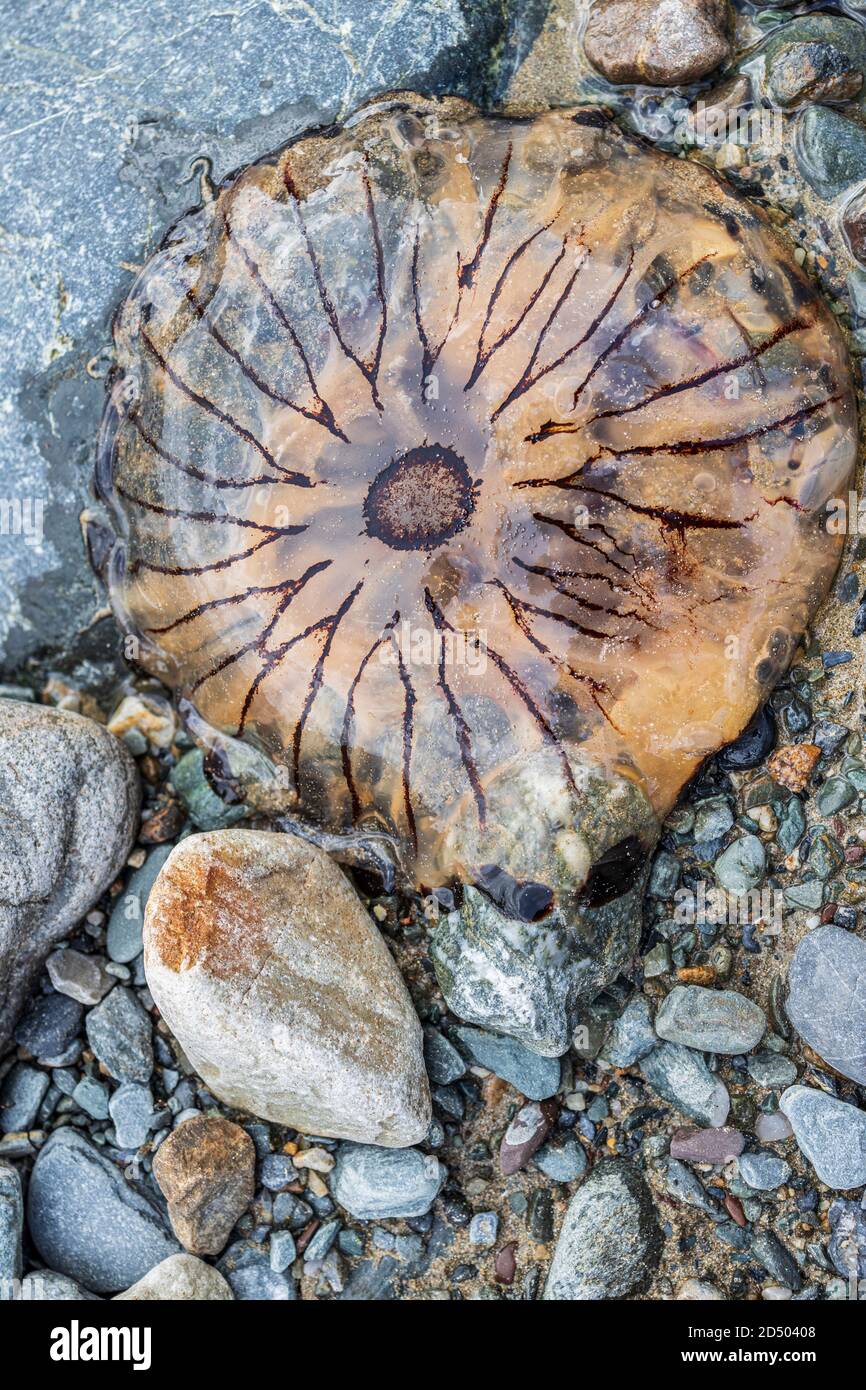 Compass Jellyfish, Chrysaora hysoscella, on the sand at the Old Head