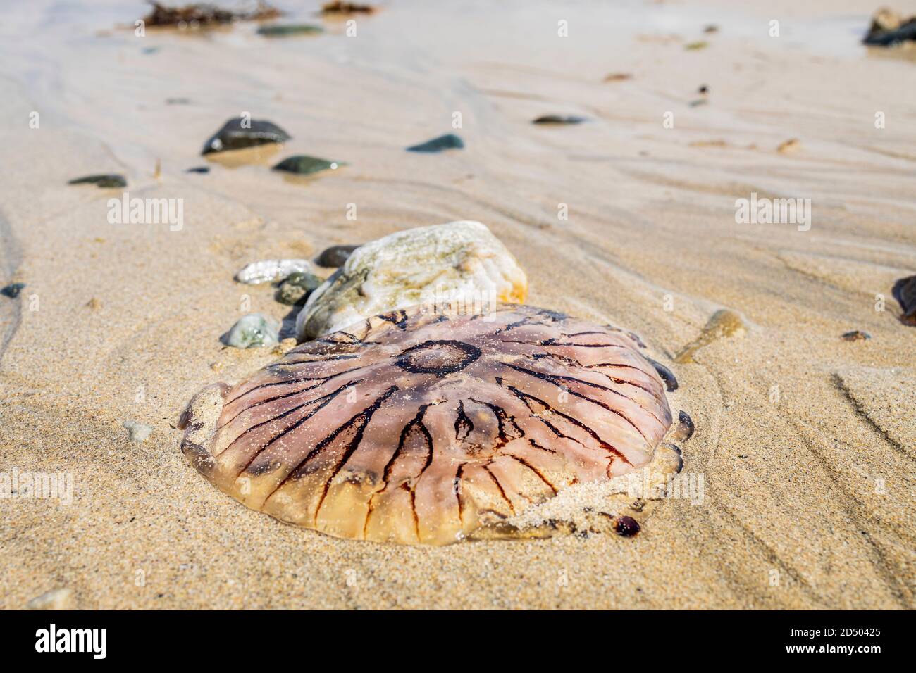 Compass Jellyfish, Chrysaora hysoscella, on the sand at the Old Head