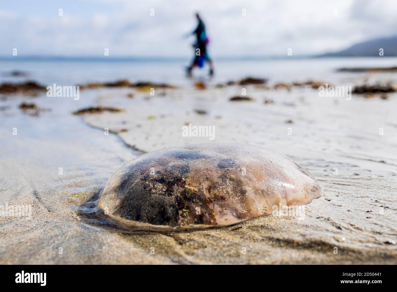 Compass Jellyfish, Chrysaora hysoscella, on the sand at the Old Head beach in Louisburgh, County Mayo, Ireland Stock Photo