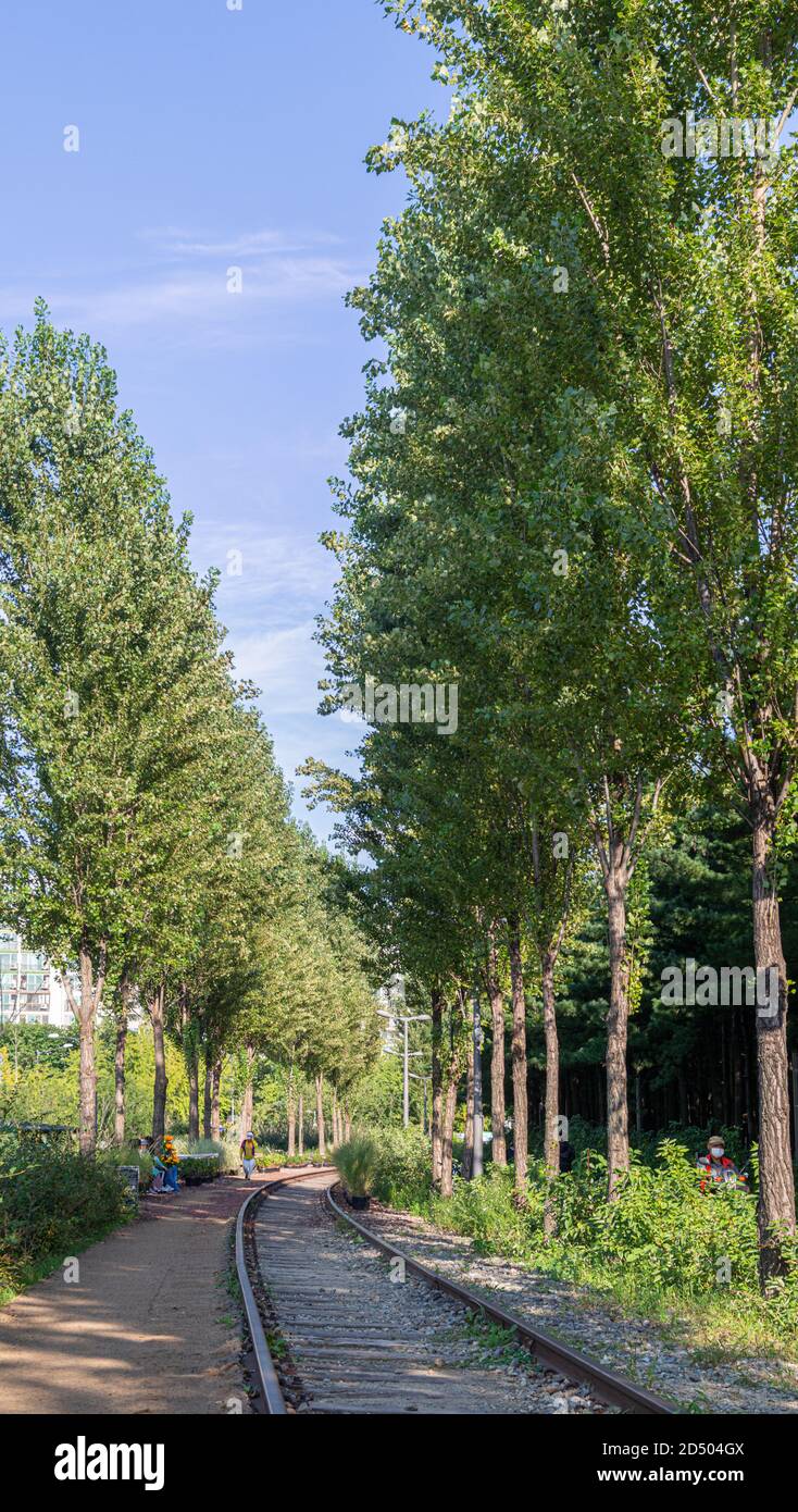 A street tree next to a railroad road Stock Photo - Alamy