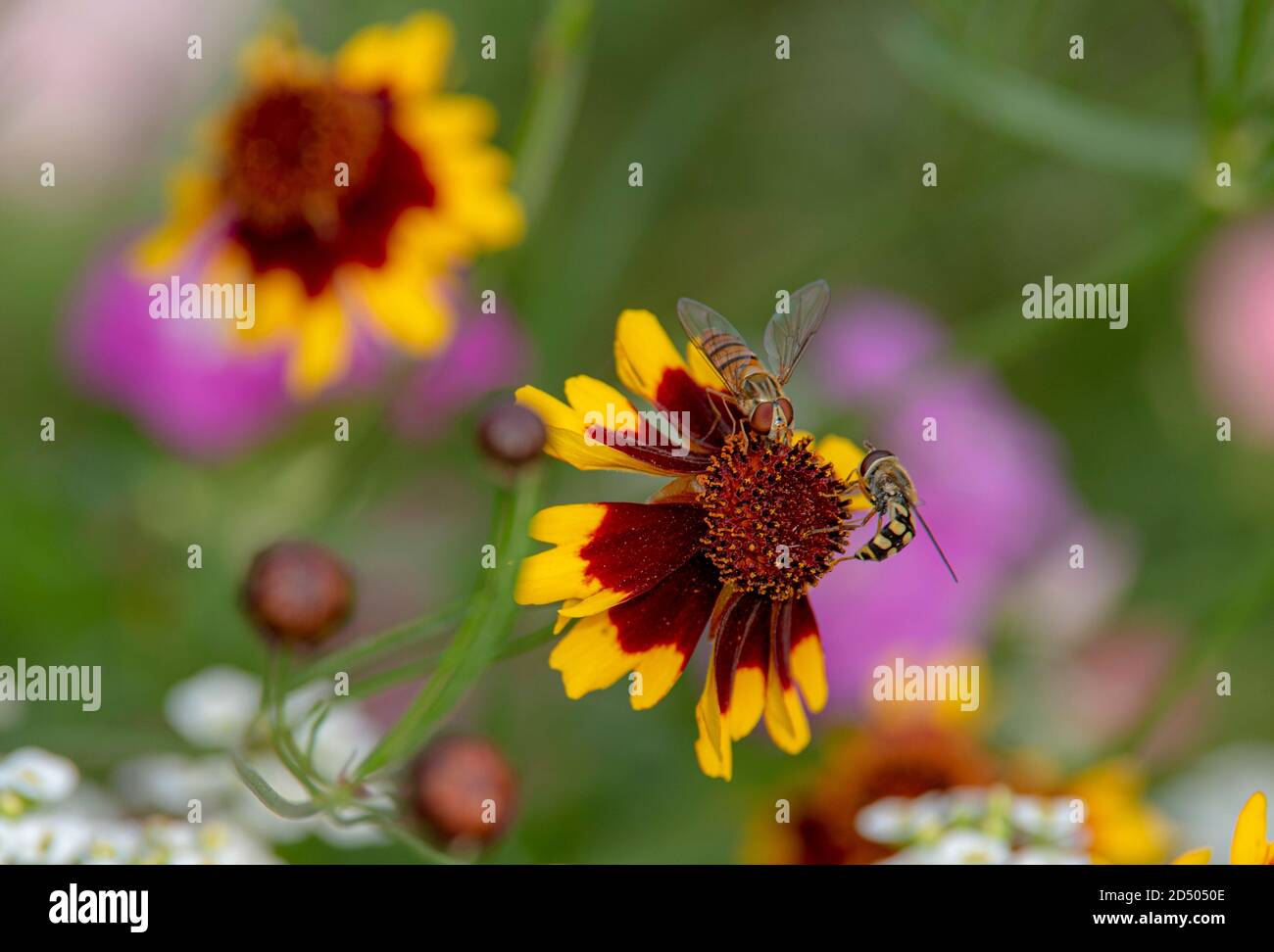 Bee on flowers in the wild hi-res stock photography and images - Alamy
