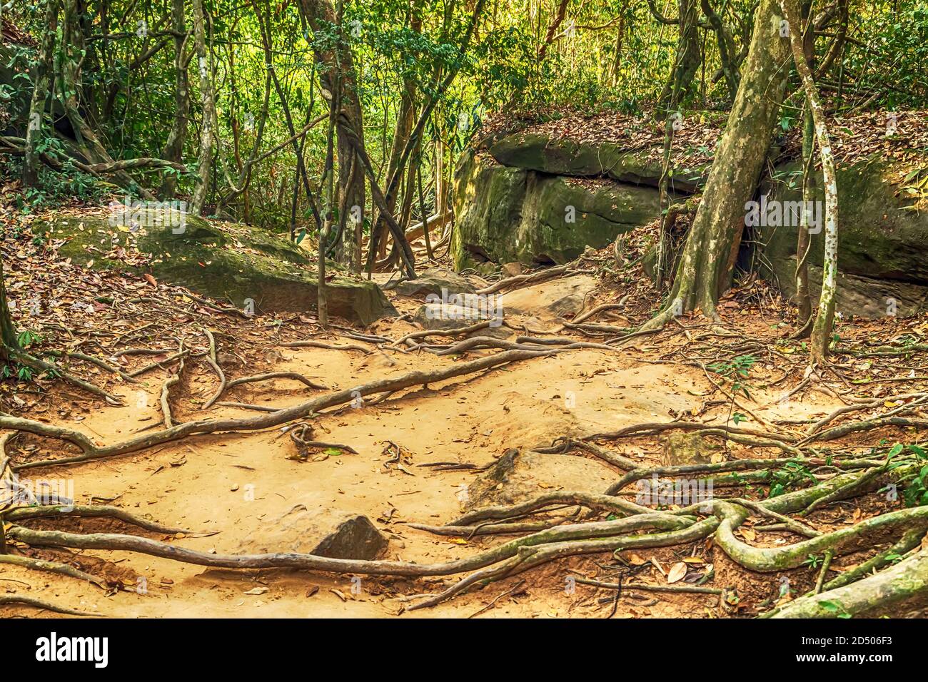 Close up exotic jungle root Walk ancient Angkor temples. Phnom Kulen park in Cambodia, located in the Phnom Kulen mountain massif in Siem Reap Provinc Stock Photo