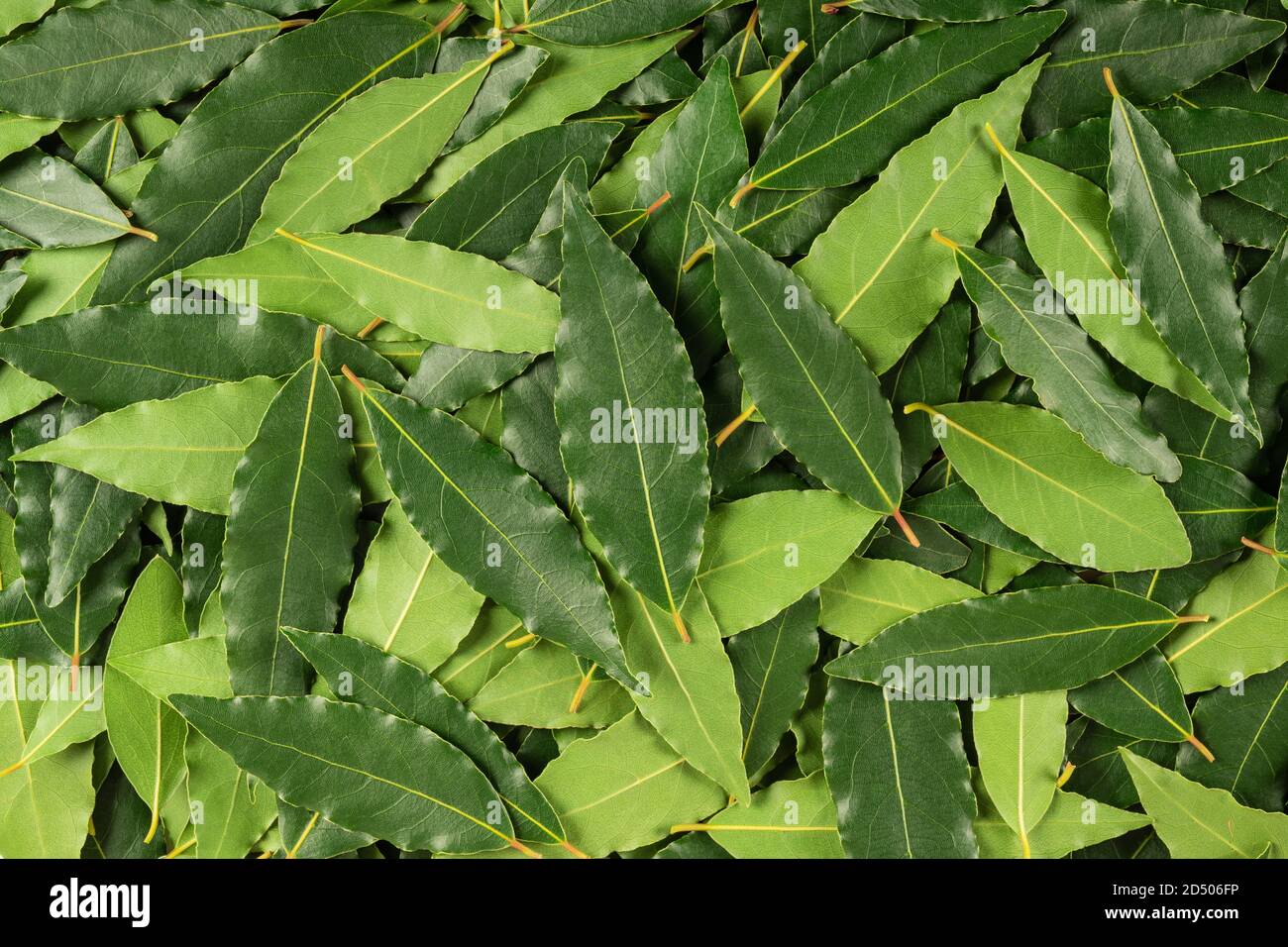 Green background with fresh laurel leaves Stock Photo