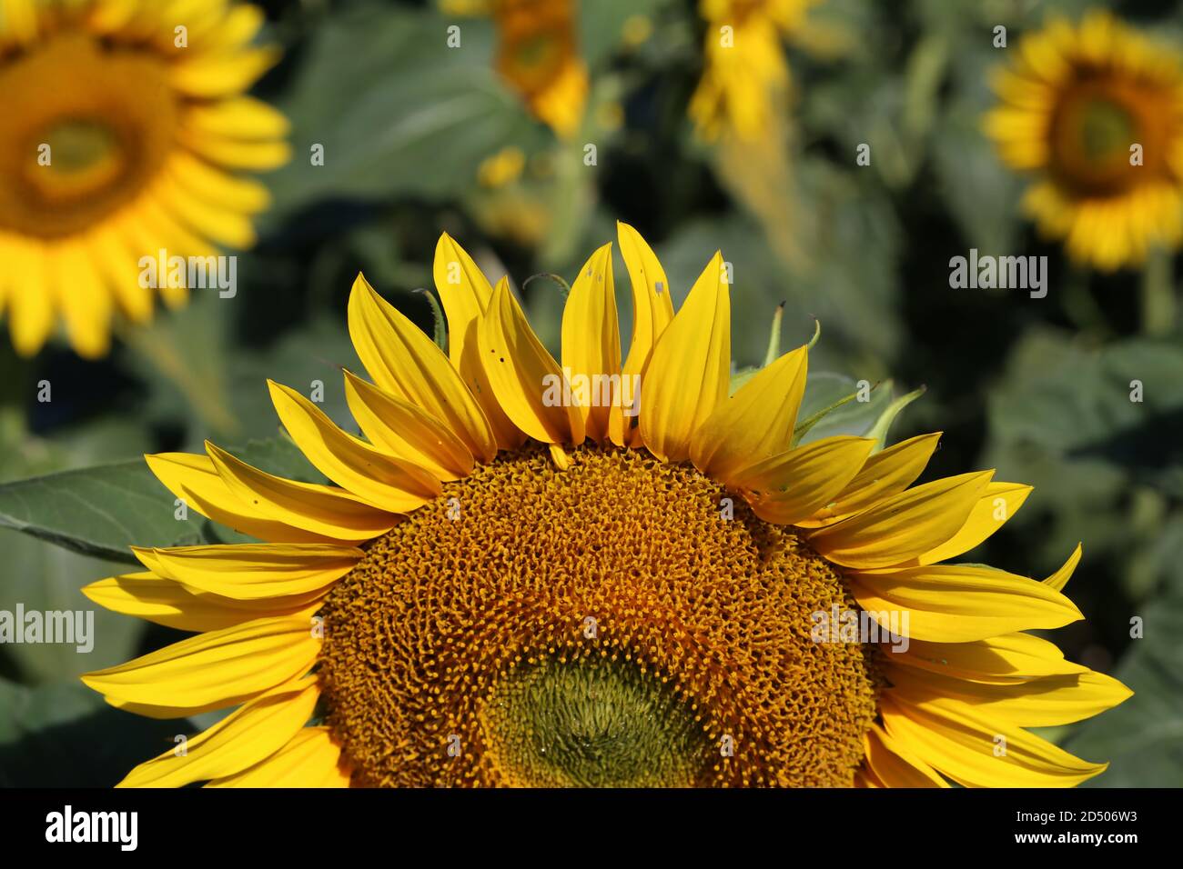 Selective color closeup shot hi-res stock photography and images - Alamy