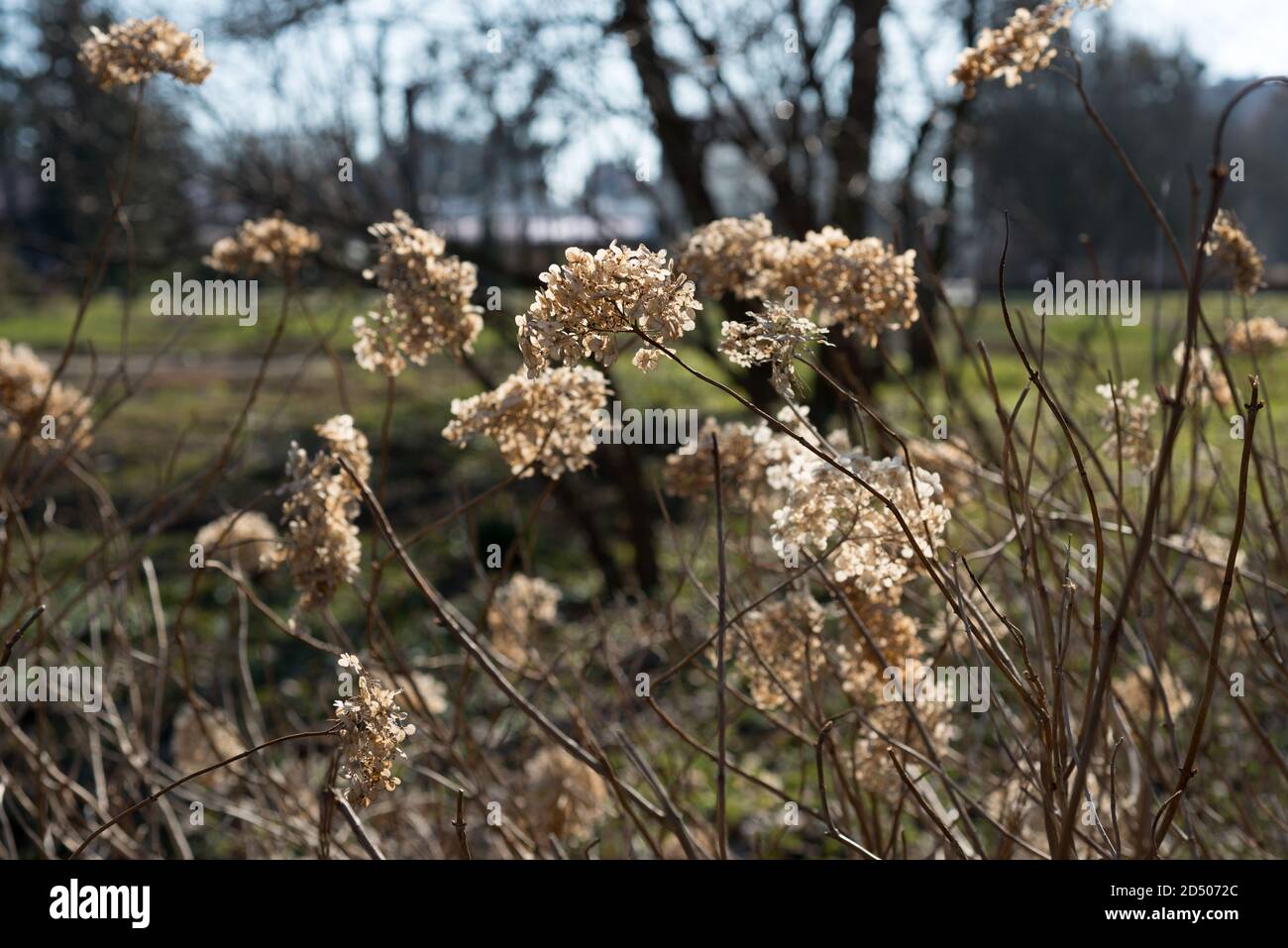 Dried hydrangea  in the garden Stock Photo
