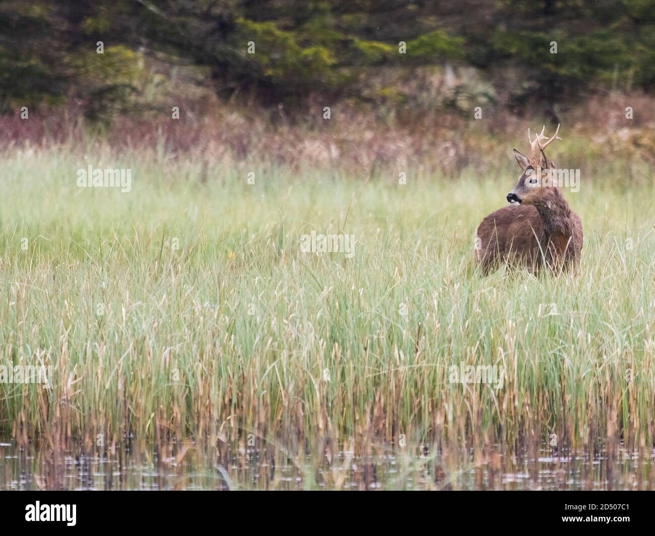 Deer in the reeds hi-res stock photography and images - Alamy