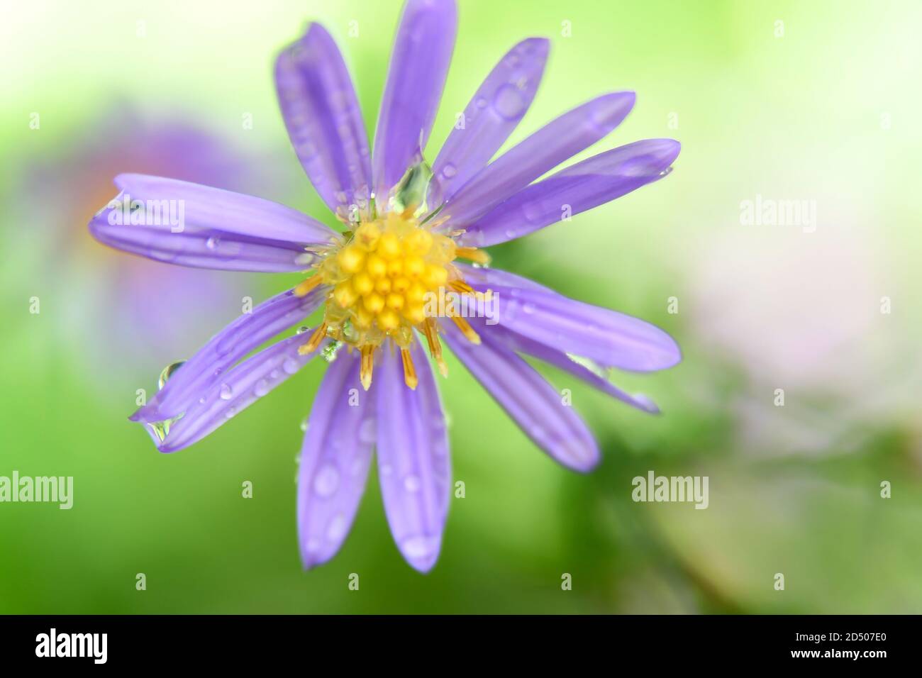 macro of lavender aster flower with yellow center rain drops Stock Photo