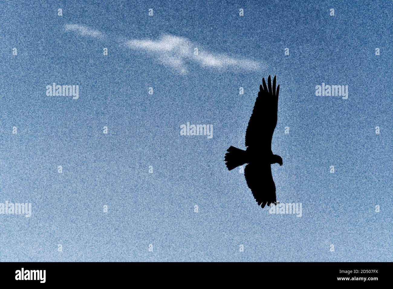 illustration of Osprey Silhouette against blue sky and clouds Stock ...