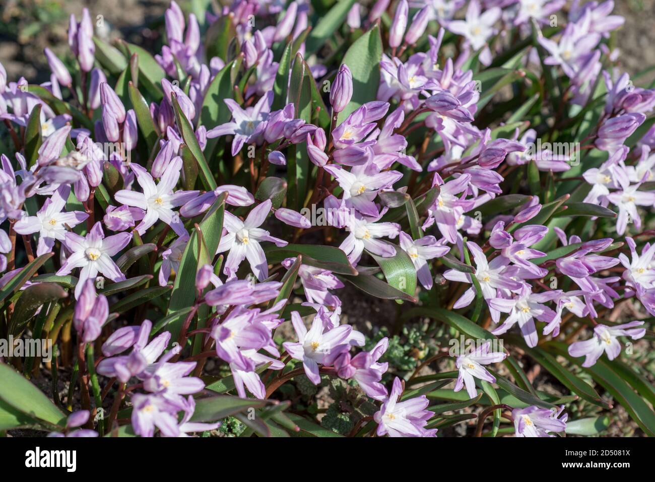 Flowers Chionodoxa luciliae var. Rosea Stock Photo