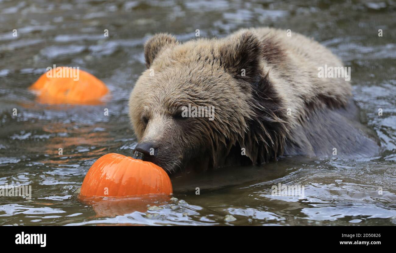 Lucy, one of two rescued 19 month old brown bear cubs enjoys playing with a pumpkin as part of their enrichment at the Wildwood Trust in Herne Bay, Kent. The orphaned pair who were found abandoned and alone in a snowdrift in the Albanian mountains have been acclimatising at the trust to their new life in the UK before moving to a permanent home next year. Stock Photo