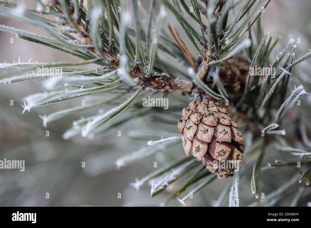 Pine tree branch with needles and cone on a freezing winter day Stock Photo