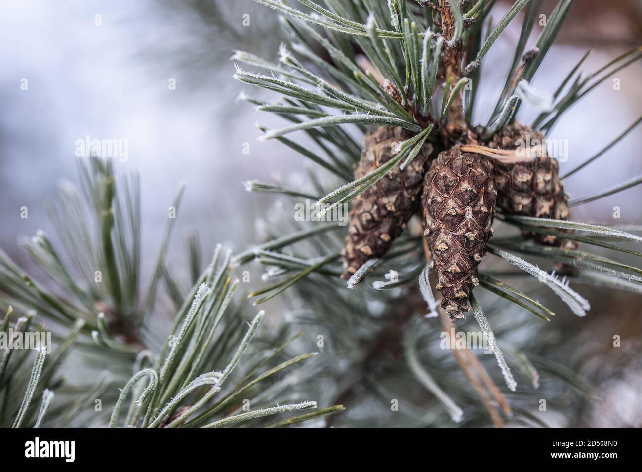 Pine cone and needles hi-res stock photography and images - Alamy