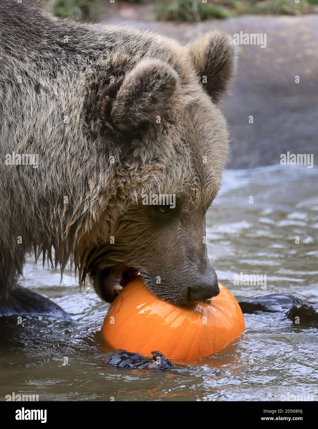 Mish, one of two rescued 19 month old brown bear cubs enjoys playing with a pumpkin as part of their enrichment at the Wildwood Trust in Herne Bay, Kent. The orphaned pair who were found abandoned and alone in a snowdrift in the Albanian mountains have been acclimatising at the trust to their new life in the UK before moving to a permanent home next year. Stock Photo