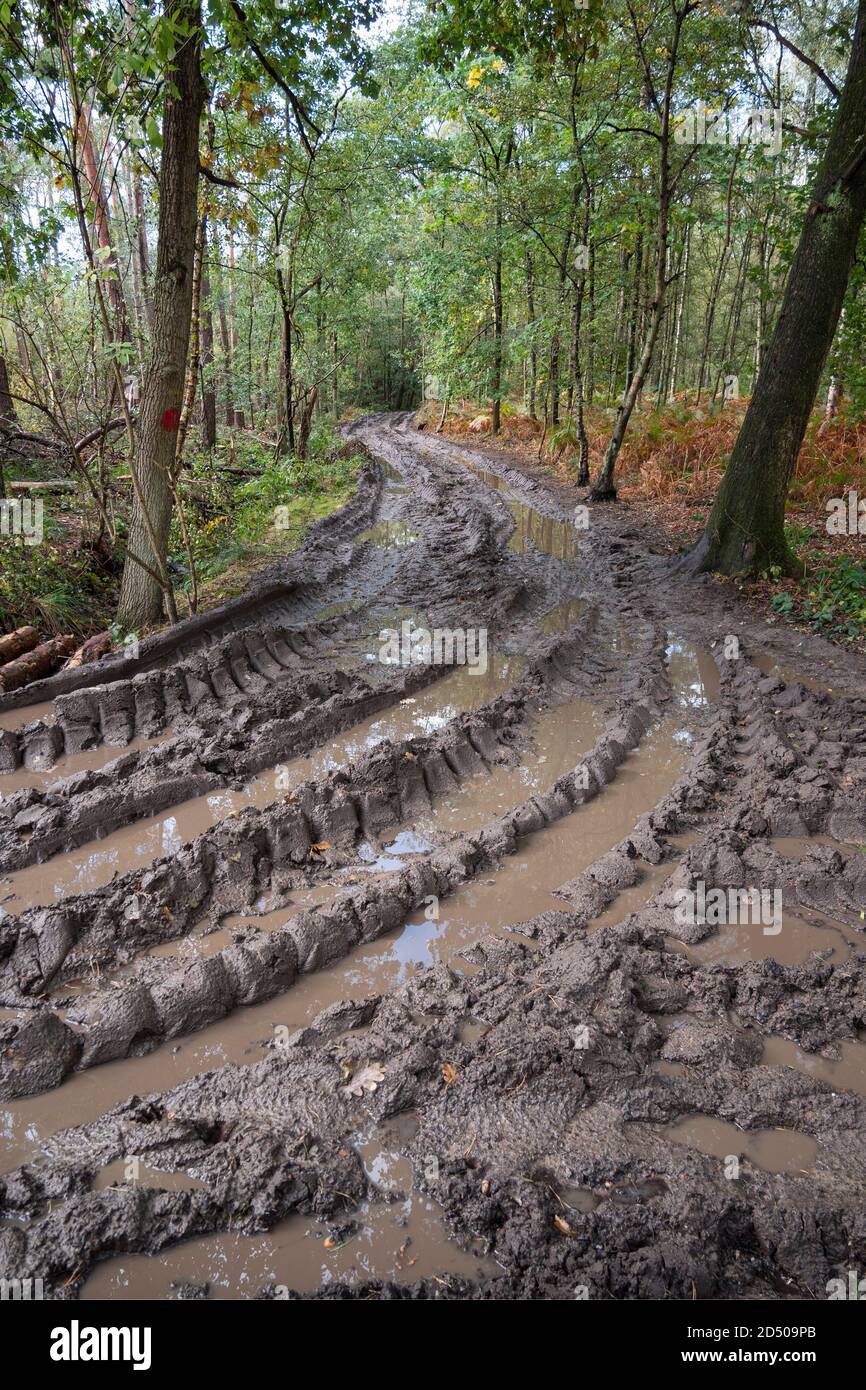 Muddy forest road hires stock photography and images Alamy