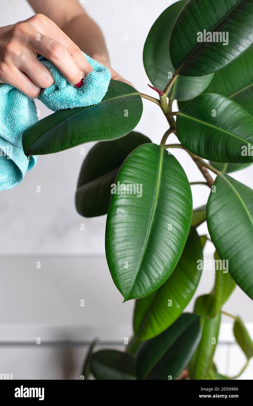 women's hands clean leaves of a houseplant from dust. Ficus elastica