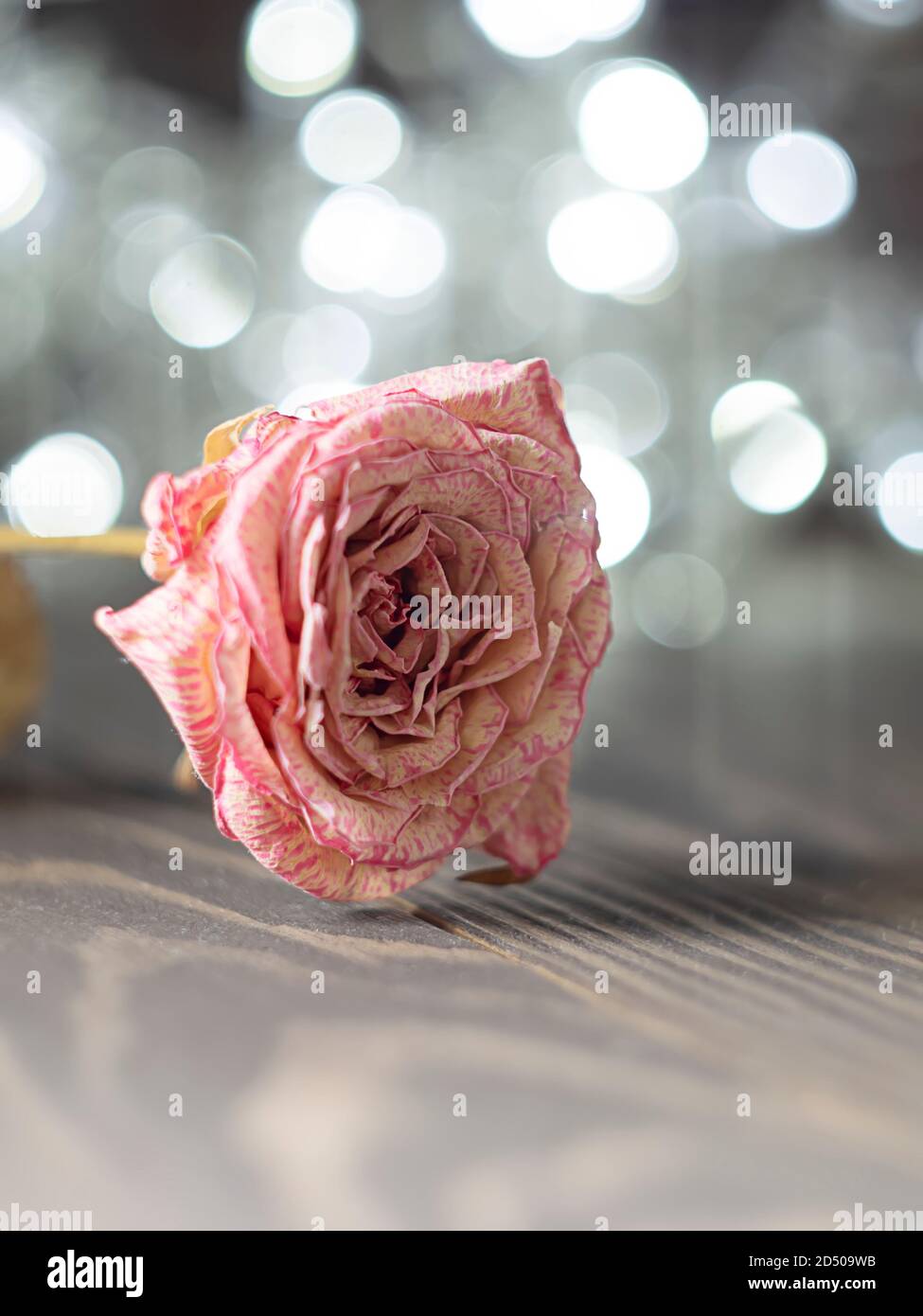 Dried rose flower on wood background with beautiful bokeh. Stock Photo