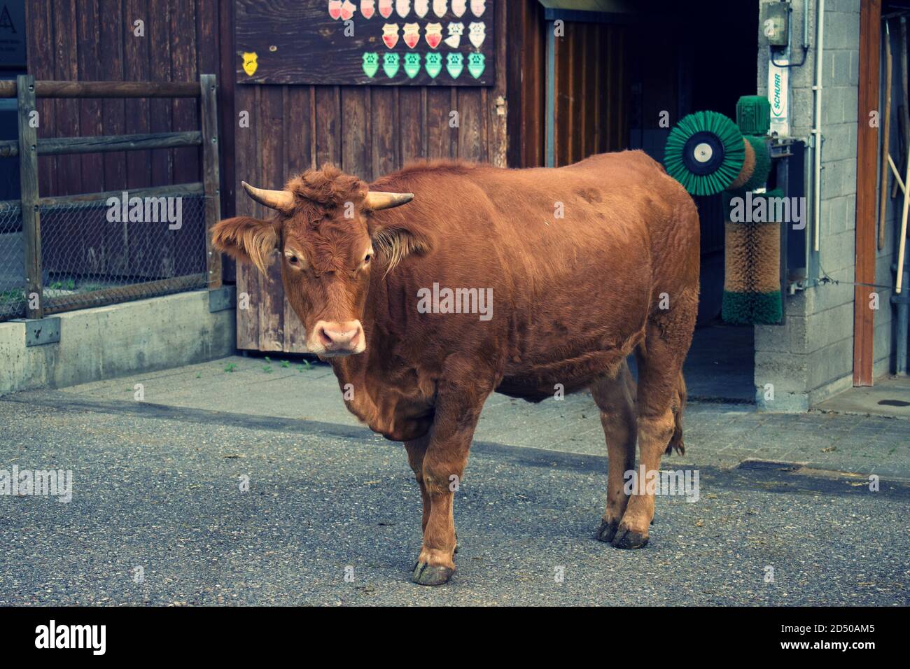 Limpurg Cow breed, in a Germany Zoo enclosure. Stock Photo