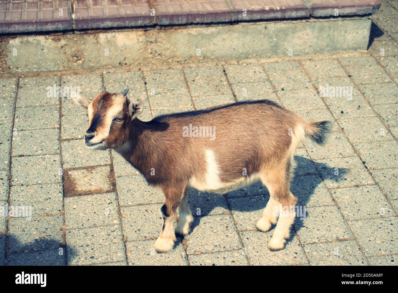 pygmy goat in petting zoo Stock Photo Alamy